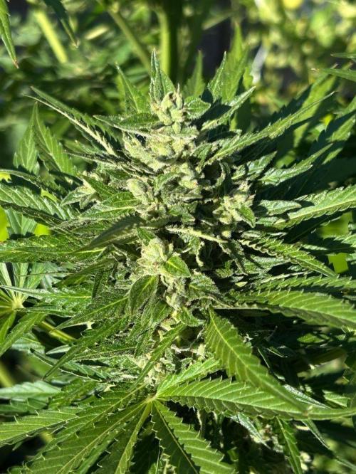 Blueberry Auto - Fastbuds - 2026. Week 10