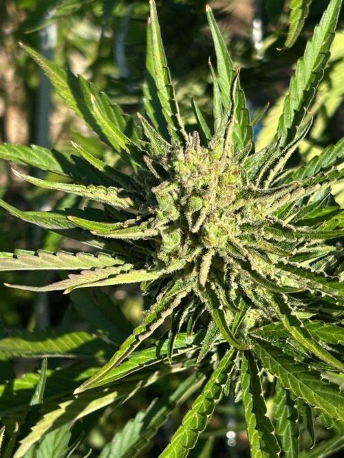 Blueberry Auto - Fastbuds - 2026. Week 10