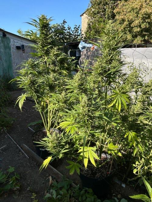Blueberry Auto - Fastbuds - 2026. Week 10