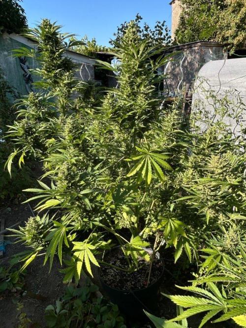 Blueberry Auto - Fastbuds - 2026. Week 10