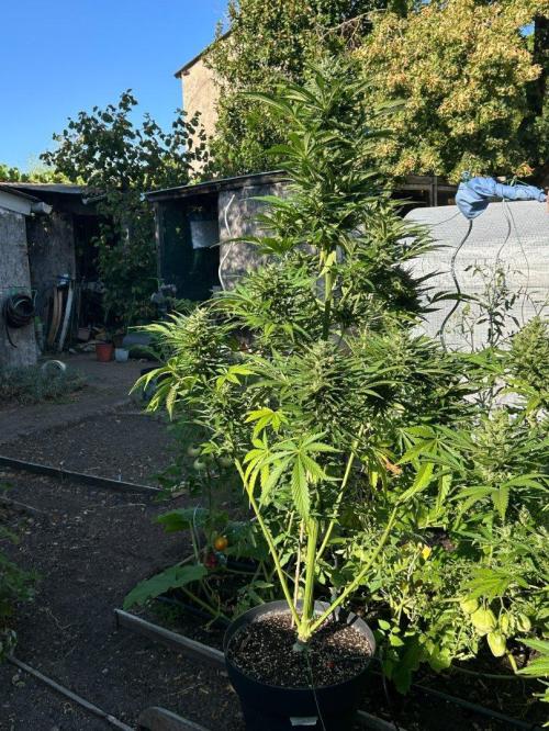 Blueberry Auto - Fastbuds - 2026. Week 10