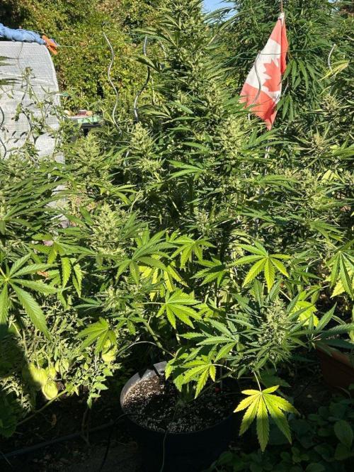 Blueberry Auto - Fastbuds - 2026. Week 10
