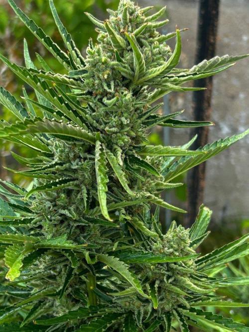 Blueberry Auto - Fastbuds - 2026. Week 9