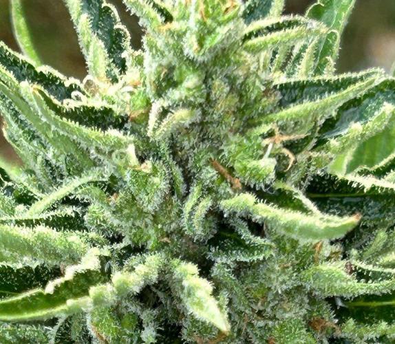 Blueberry Auto - Fastbuds - 2026. Week 9