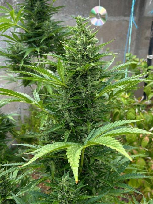 Blueberry Auto - Fastbuds - 2026. Week 9