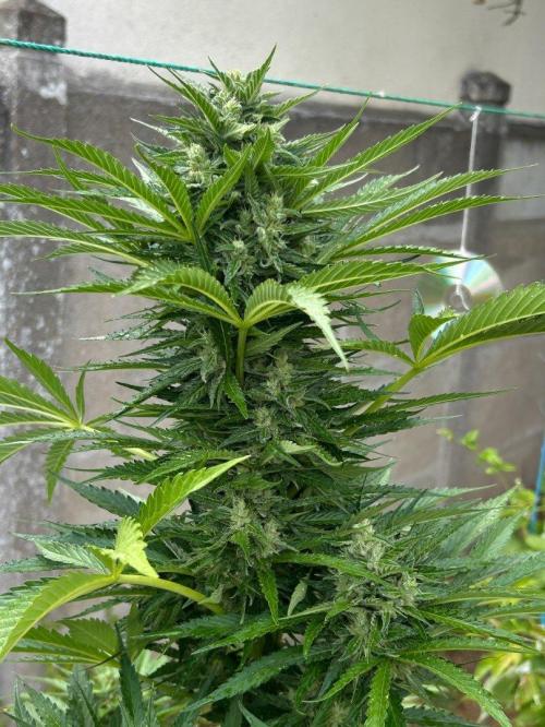 Blueberry Auto - Fastbuds - 2026. Week 9