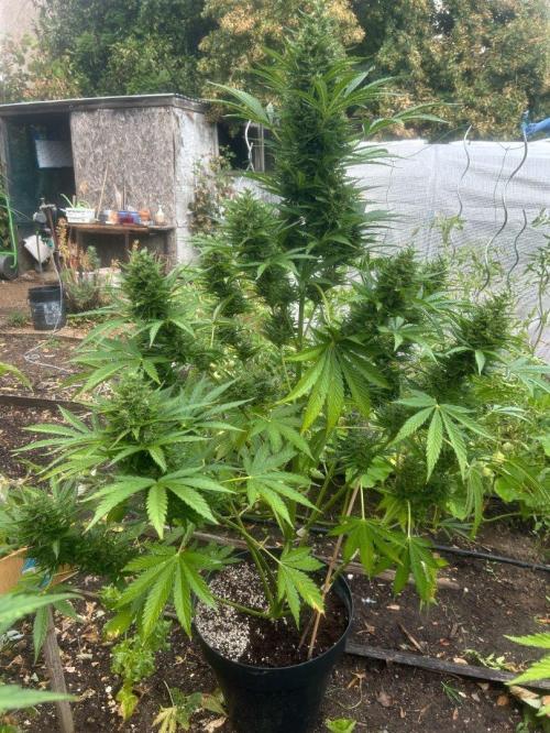 Blueberry Auto - Fastbuds - 2026. Week 9