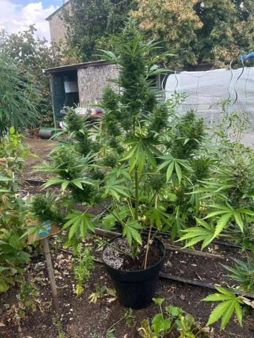 Blueberry Auto - Fastbuds - 2026. Week 9