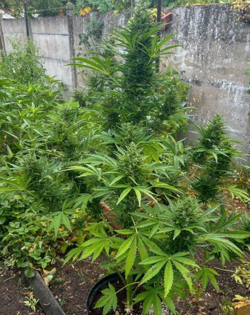 Blueberry Auto - Fastbuds - 2026. Week 9