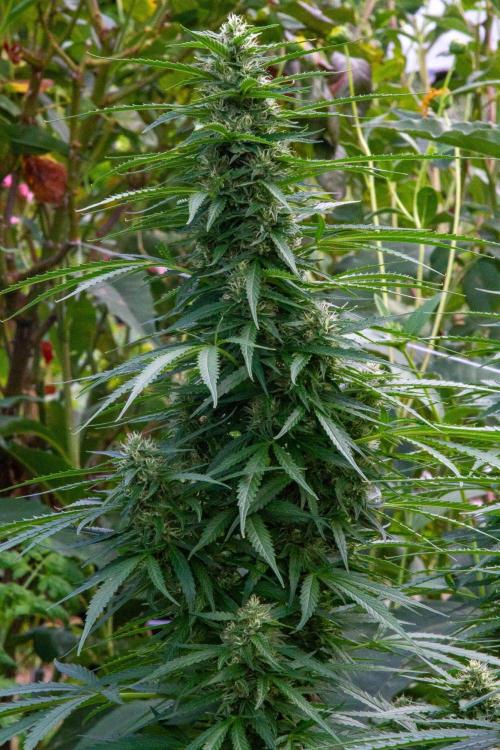 Fast Flowering Mix Fastbuds - 2026. Week 11