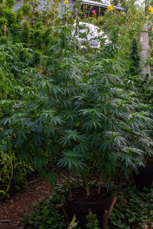 Fast Flowering Mix Fastbuds - 2026. Week 11