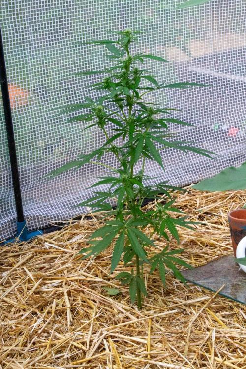 Fast Flowering Mix Fastbuds - 2026. Week 11