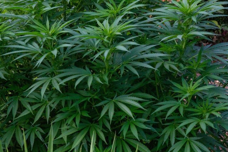 Fast Flowering Mix Fastbuds - 2026. Week 11