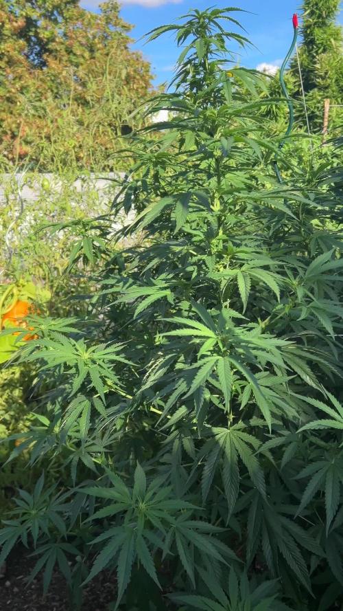Fast Flowering Mix Fastbuds - 2026