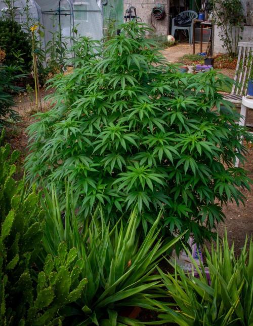 Fast Flowering Mix Fastbuds - 2026. Week 11