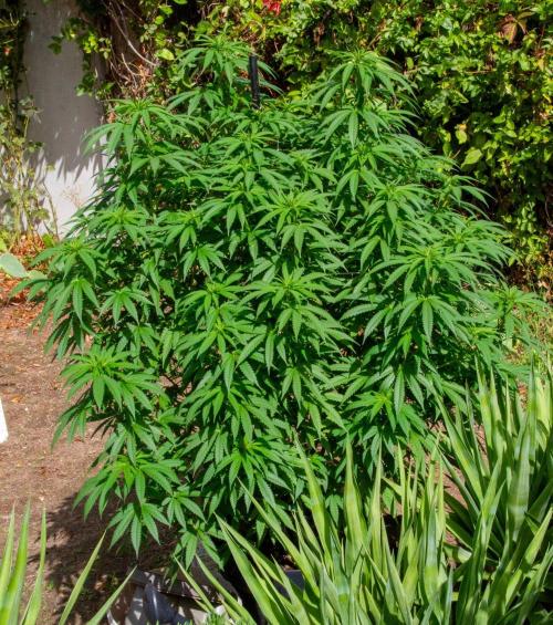 Fast Flowering Mix Fastbuds - 2026. Week 11