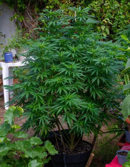 Fast Flowering Mix Fastbuds - 2026. Week 11