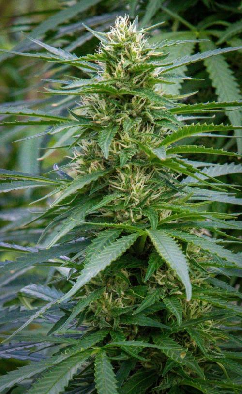Fast Flowering Mix Fastbuds - 2026. Week 11