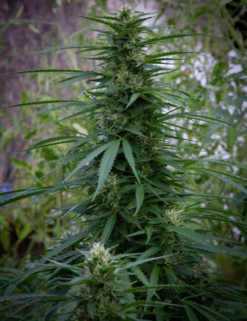 Fast Flowering Mix Fastbuds - 2026. Week 11