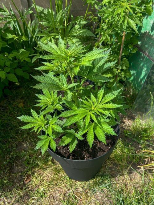 Papaya Cookies Auto - 2026. Week 4