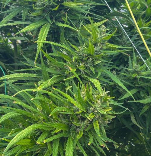 LveR Gorilla x Haze. Week 19