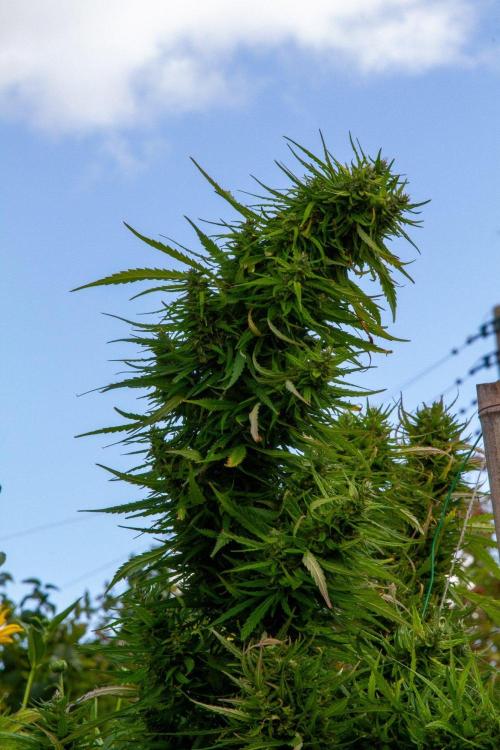 LveR Gorilla x Haze. Week 19