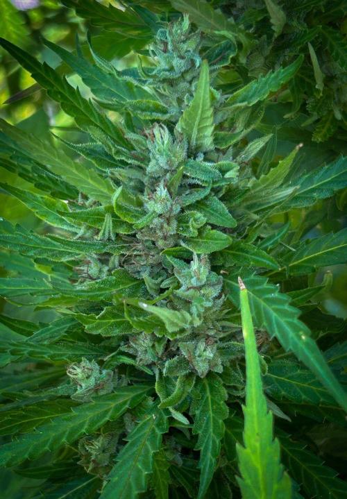 LveR Gorilla x Haze. Week 19
