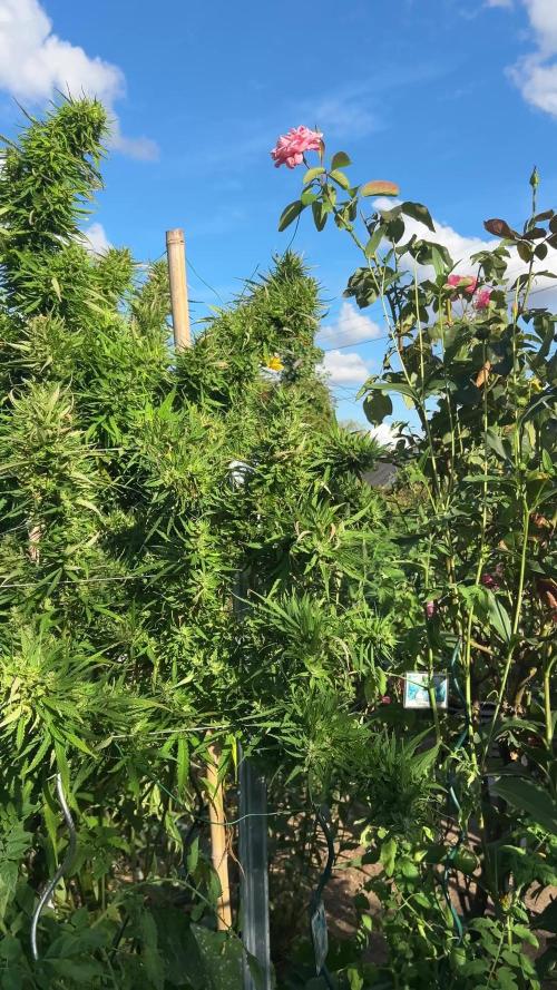 LveR Gorilla x Haze