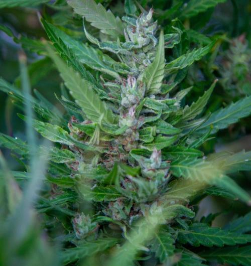 LveR Gorilla x Haze. Week 19