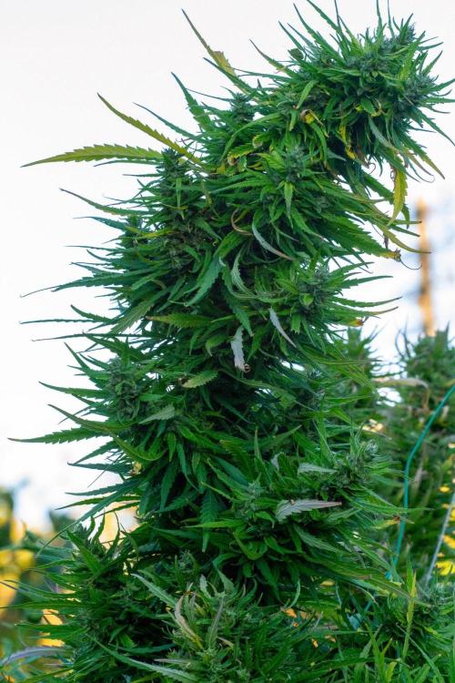 LveR Gorilla x Haze. Week 19