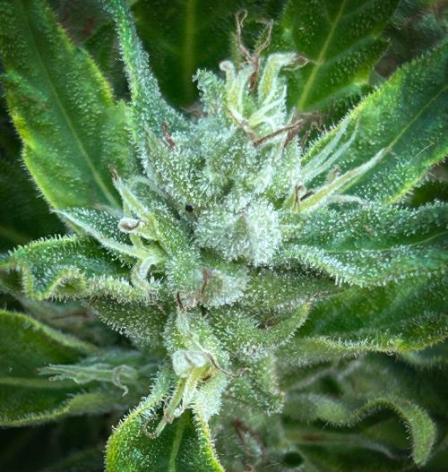 LveR Gorilla x Haze. Week 19