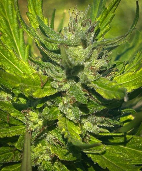 LveR Gorilla x Haze. Week 19