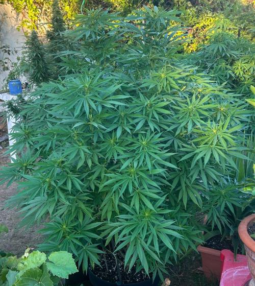 Fast Flowering Mix Fastbuds - 2026. Week 12 - Day 83 - Septembre 4th - A week into stretch