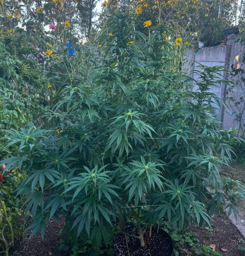 Fast Flowering Mix Fastbuds - 2026. Week 12 - Day 83 - Septembre 4th - End of stretch,  roughly 15 days of flowering