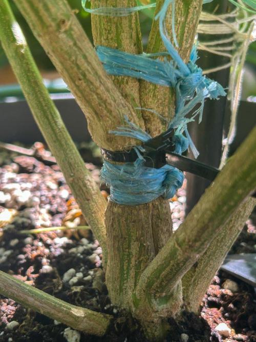 Fast Flowering Mix Fastbuds - 2026. Week 12 - 16 days later, time to remove it.