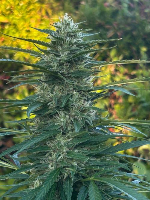 Fast Flowering Mix Fastbuds - 2026. Week 12 - Day 83 - Septembre 4th - 4th weeks of flowering
