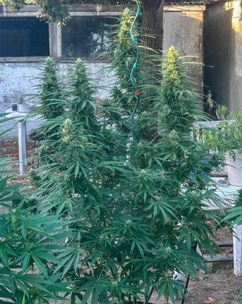 Fast Flowering Mix Fastbuds - 2026. Week 12 - Day 83 - Septembre 4th - 4th weeks of flowering