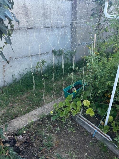 Fast Flowering Mix Fastbuds - 2026. Week 12