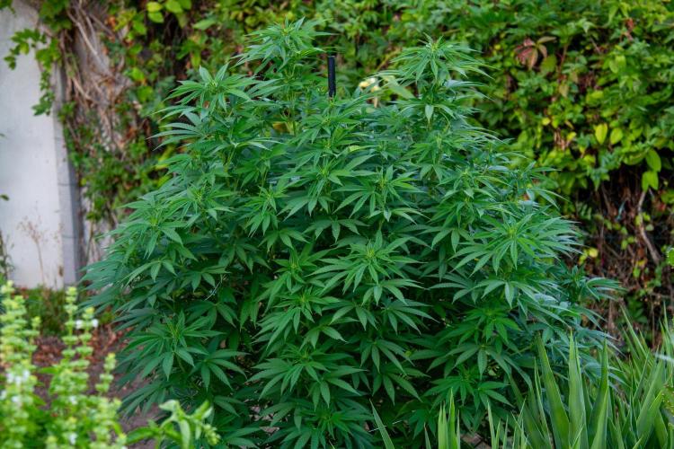 Fast Flowering Mix Fastbuds - 2026. Week 12