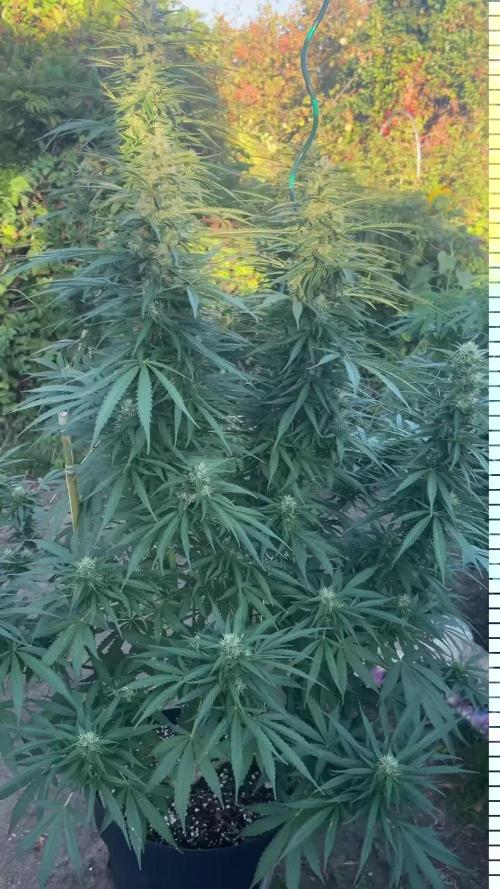 Fast Flowering Mix Fastbuds - 2026