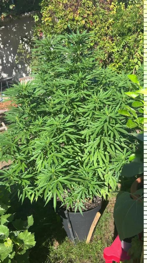 Fast Flowering Mix Fastbuds - 2026