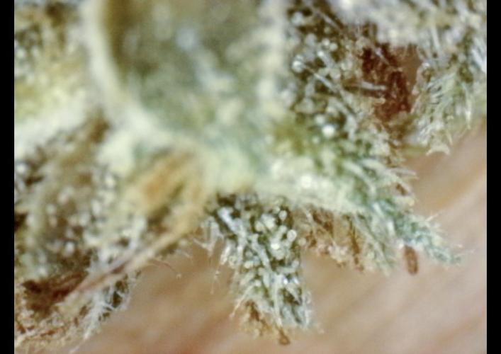 LveR Gorilla x Haze. Week 20