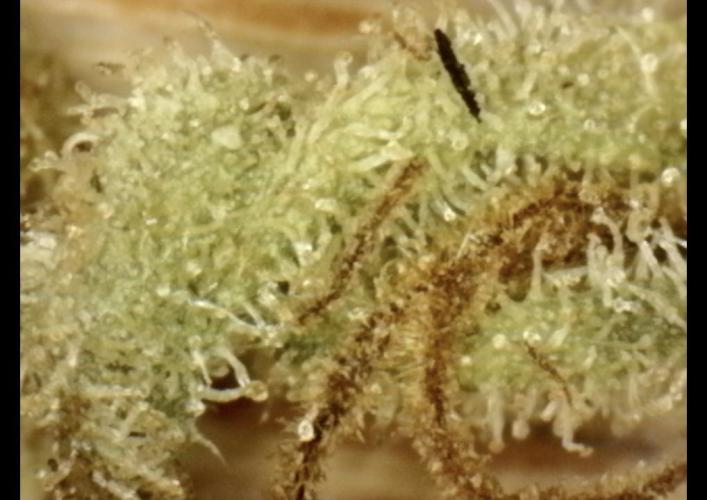 LveR Gorilla x Haze. Week 20