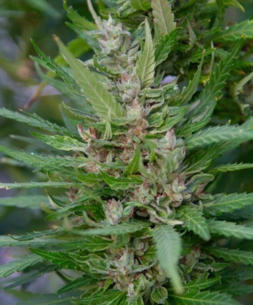 LveR Gorilla x Haze. Week 20
