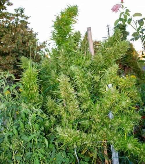 LveR Gorilla x Haze. Week 20