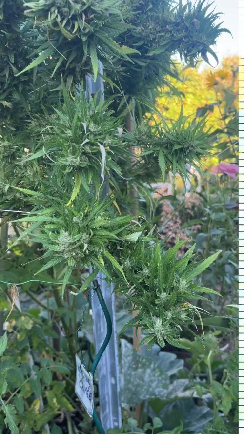 LveR Gorilla x Haze