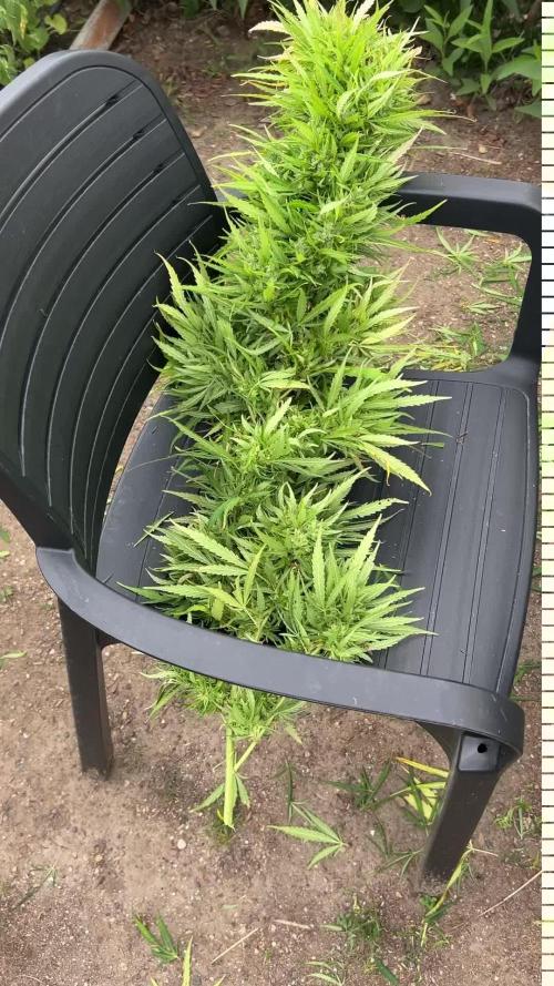 LveR Gorilla x Haze