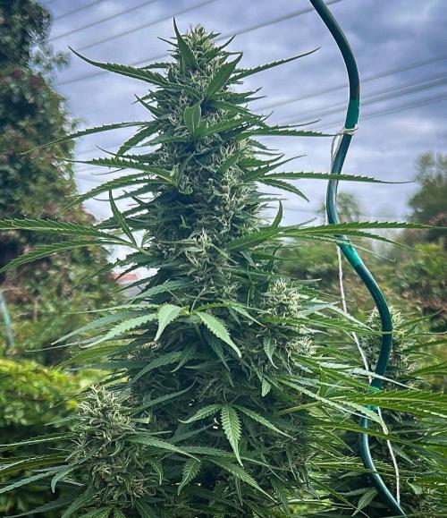 Fast Flowering Mix Fastbuds - 2026. Week 13 - Pheno #1 - Day 88 - 5 weeks into flowering