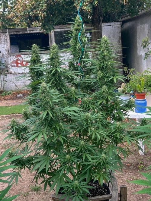 Fast Flowering Mix Fastbuds - 2026. Week 13 - Pheno #1 - Day 88 - 5 weeks into flowering