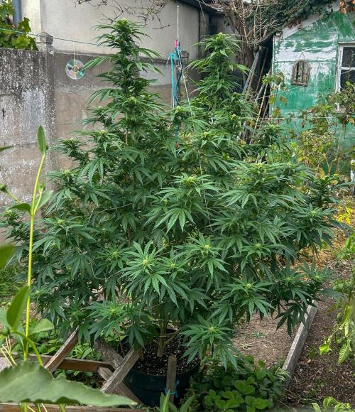 Fast Flowering Mix Fastbuds - 2026. Week 13 - Pheno #2- Day 88 - 3 weeks into flowering
